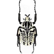 GOLIATHUS ALBOSIGNATUS KIRKIANUS